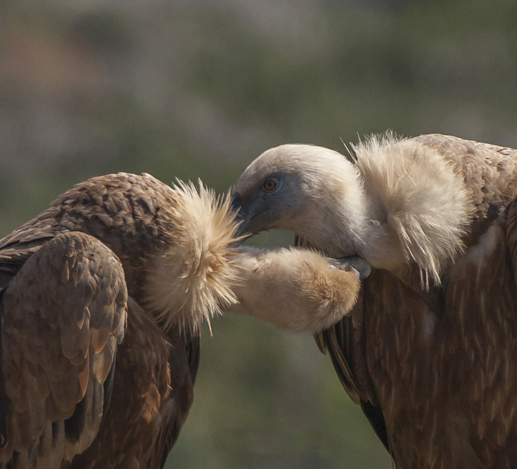 זוג נשרים בניקוי הדדי. צילום דיוויד רזק