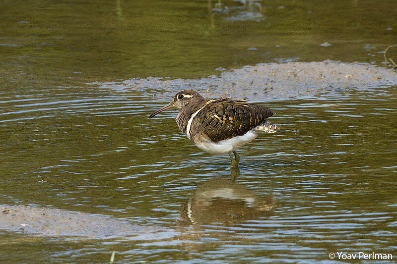 חרטומית בנגלית בעמק חפר. צילום יואב פרלמן
