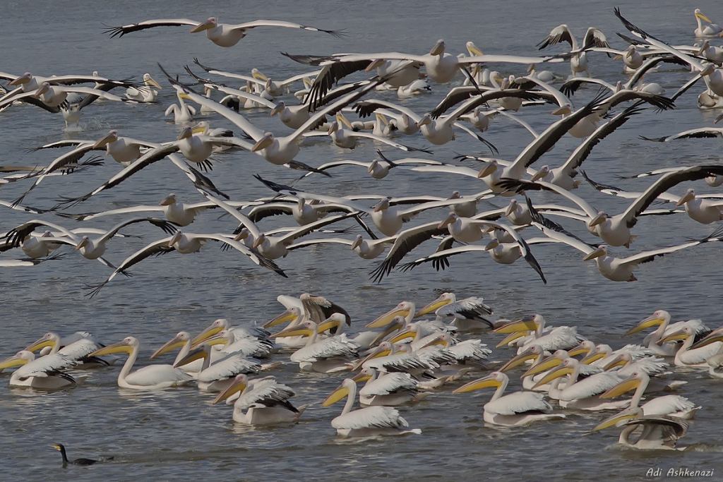 מדי סתיו חולפים מעל ישראל כ-45 אלף שקנאים בדרכם מאירופה ומאסיה דרומה לאפריקה צילום עדי אשכנזי