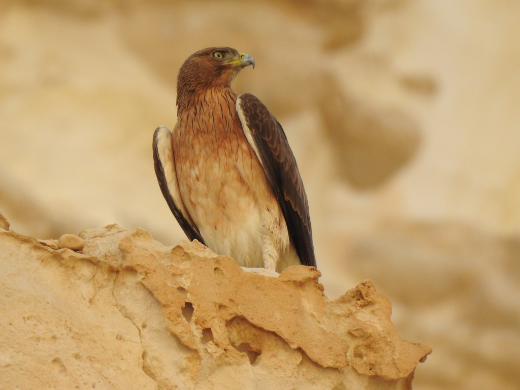 עיט_ניצי_-_יבגני_קמינסקי_רשות_הטבע_והגנים_(1)