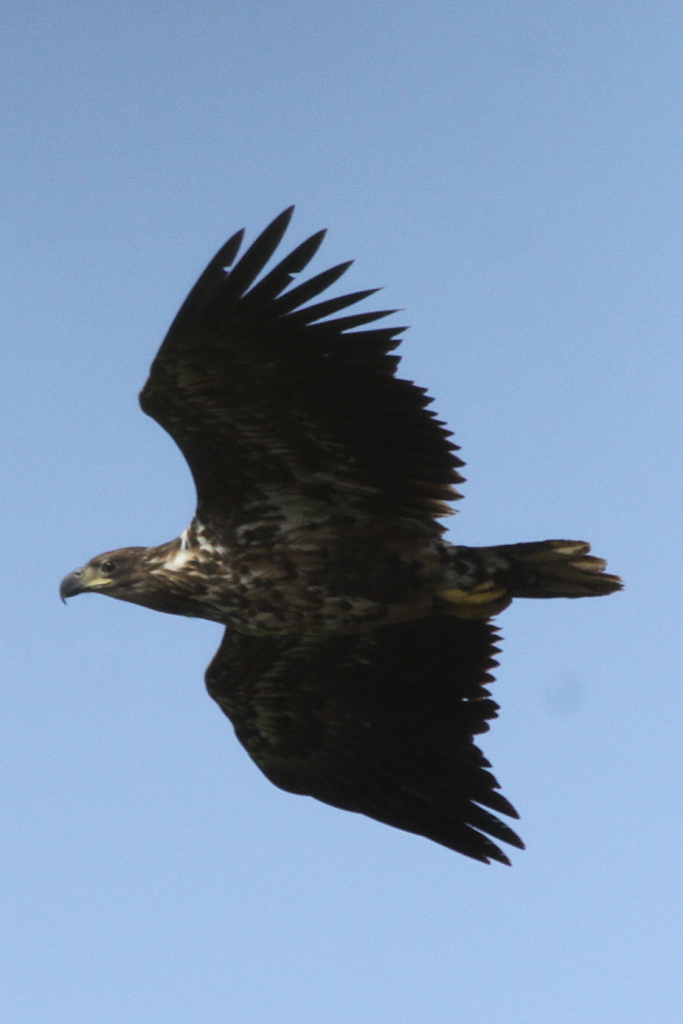 עיטם_לבן-זנב_בשמורת_טבע_יהודיה_-_גמלא_-_תצפית_29514_-_עידו_שקד