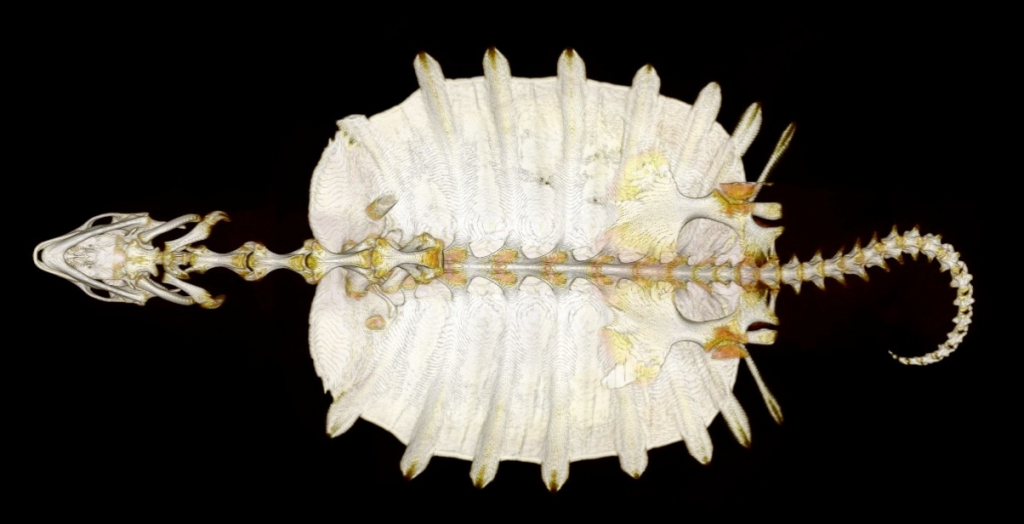 צילום רנטגן של צב רך