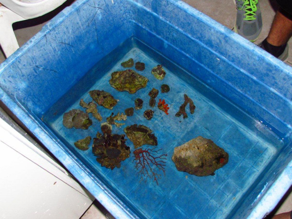 איסוף לא חוקי של ערכי טבע מקומיים במפרץ אילת- צילום רשות הטבע והגנים