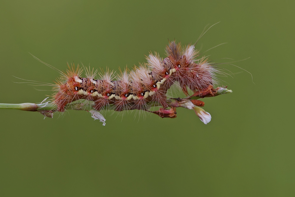 אל תיגע בי - עדי אשכנזי