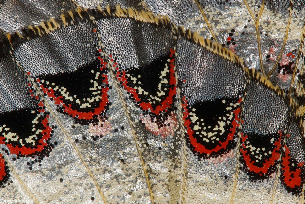 אלוהים נמצא בפרטים הקטנים - עמיר וינשטיין