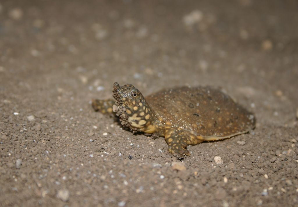 בנחל נעמן אוכלוסיה יציבה של צבים רכים- צילום דותן רותם
