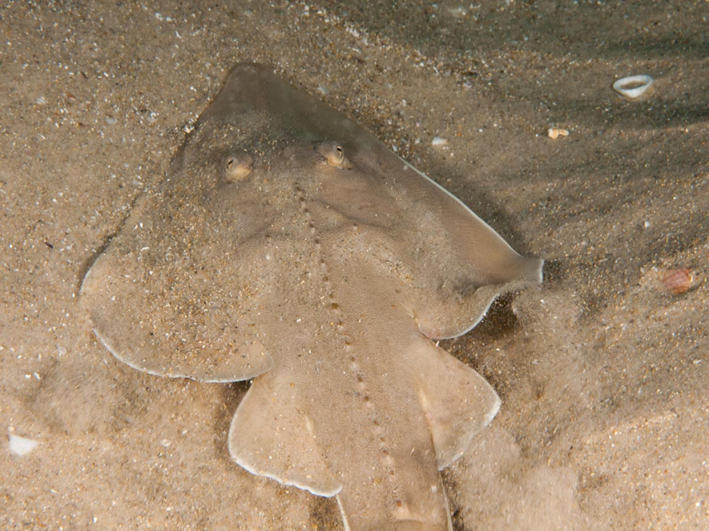 גיטרן מובהק על הקרקע החולית בים התיכון- צילום חגי נתיב