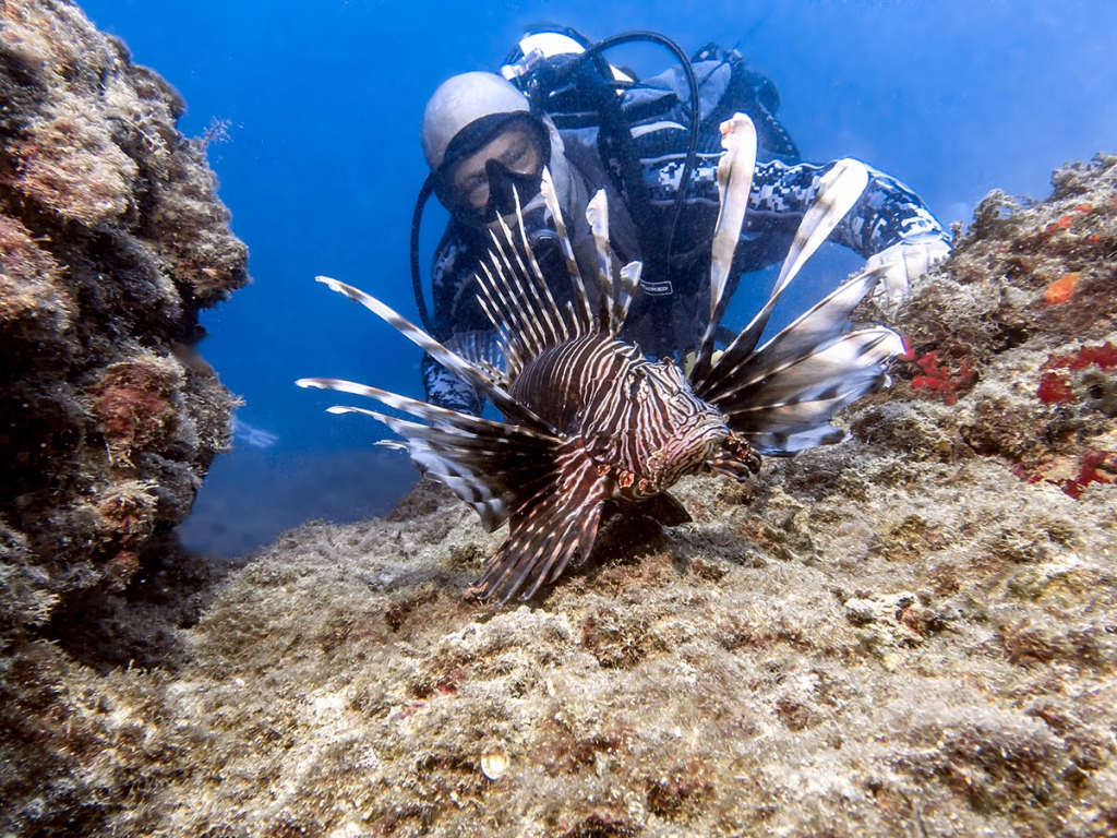 דג הזהרון שמקורו בים האדום פלש לים התיכון ונצפה בשמורת טבע ים ראש הנקרה- צילום אורן קליין