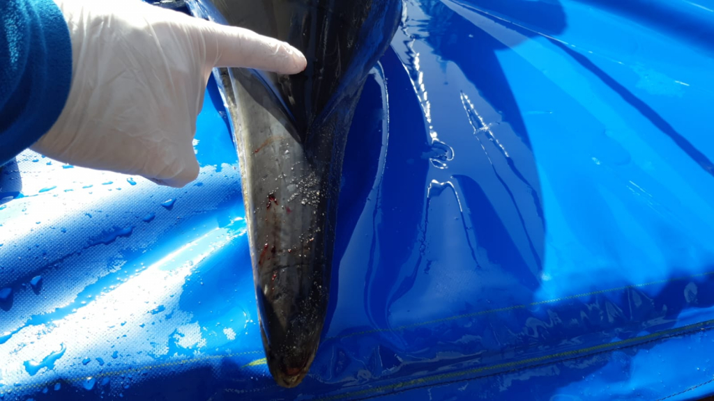 דולפין מצוי מת - דוד חלפון