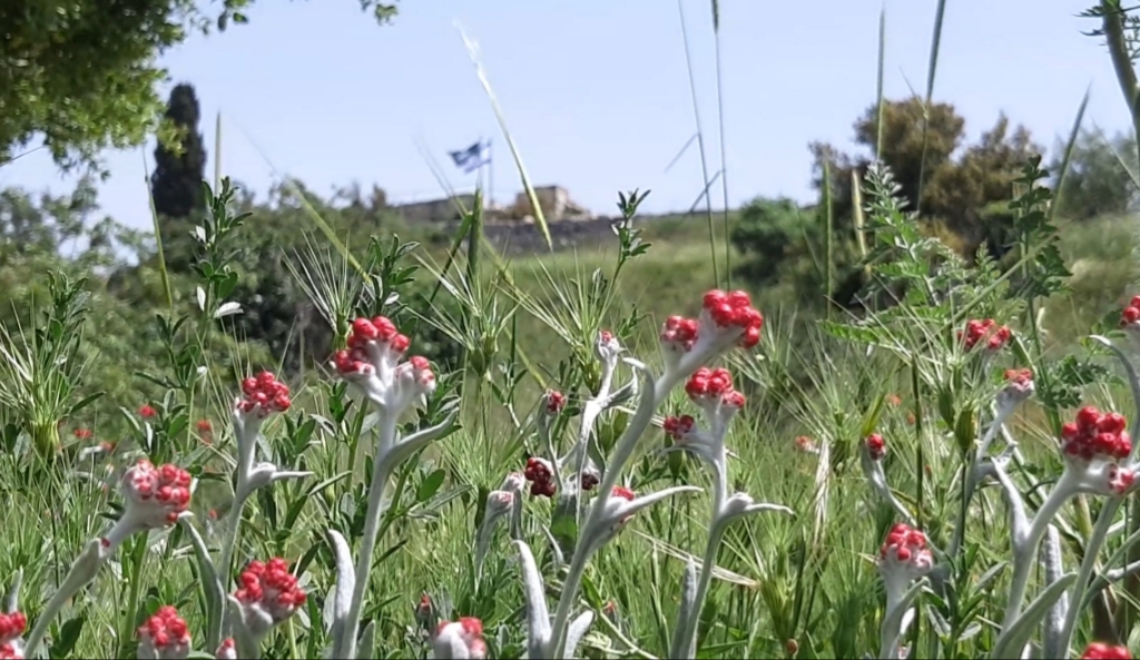דם המכבים בקסטל - אדר סטולרו