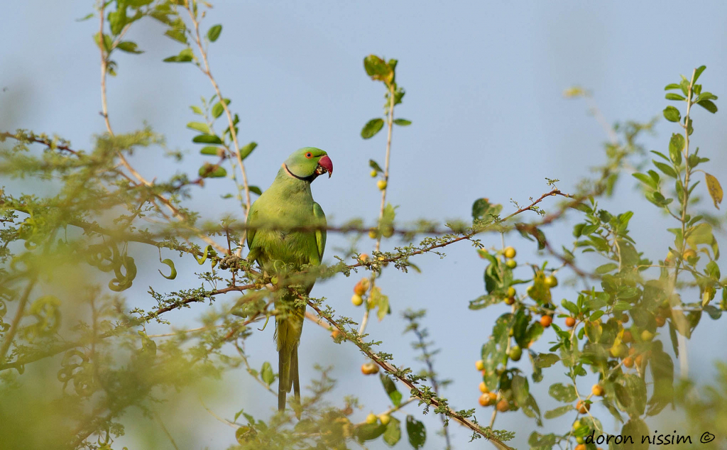 דררה_-_דורון_ניסים_רשות_הטבע_והגנים