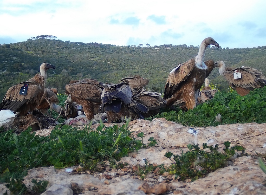 התקבצות של נשרים על פגר שהונח בתחנת האכלה לנשרים בכרמלצילום: מצלמת מעקב