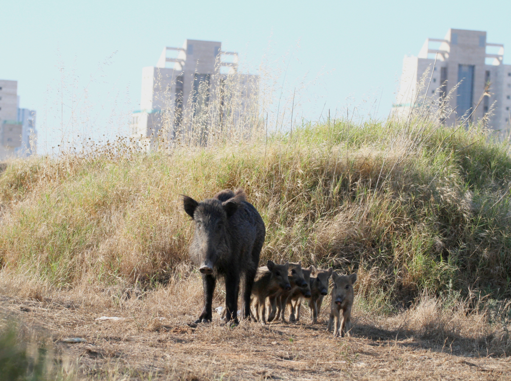 חזירי בר ליד ישוב - צילם עזרא חדד, רשות הטבע והגנים