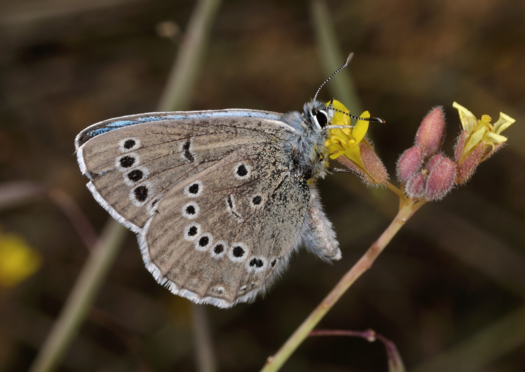 חזרה למוטב - עוז ריטנר