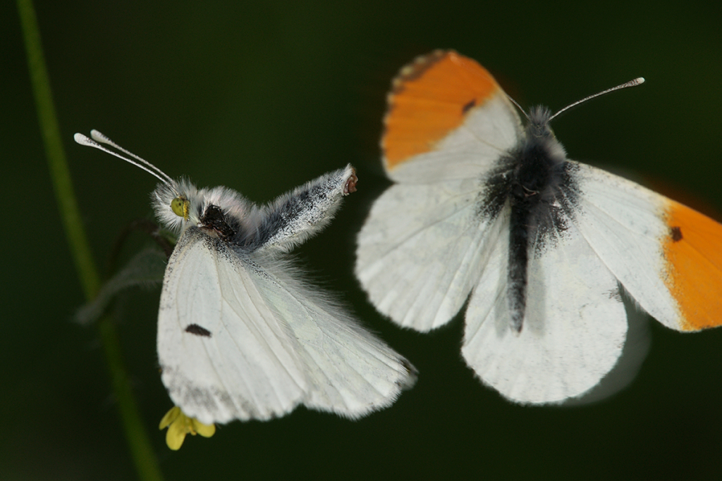 טעות בכתובת - עמיר וינשטיין