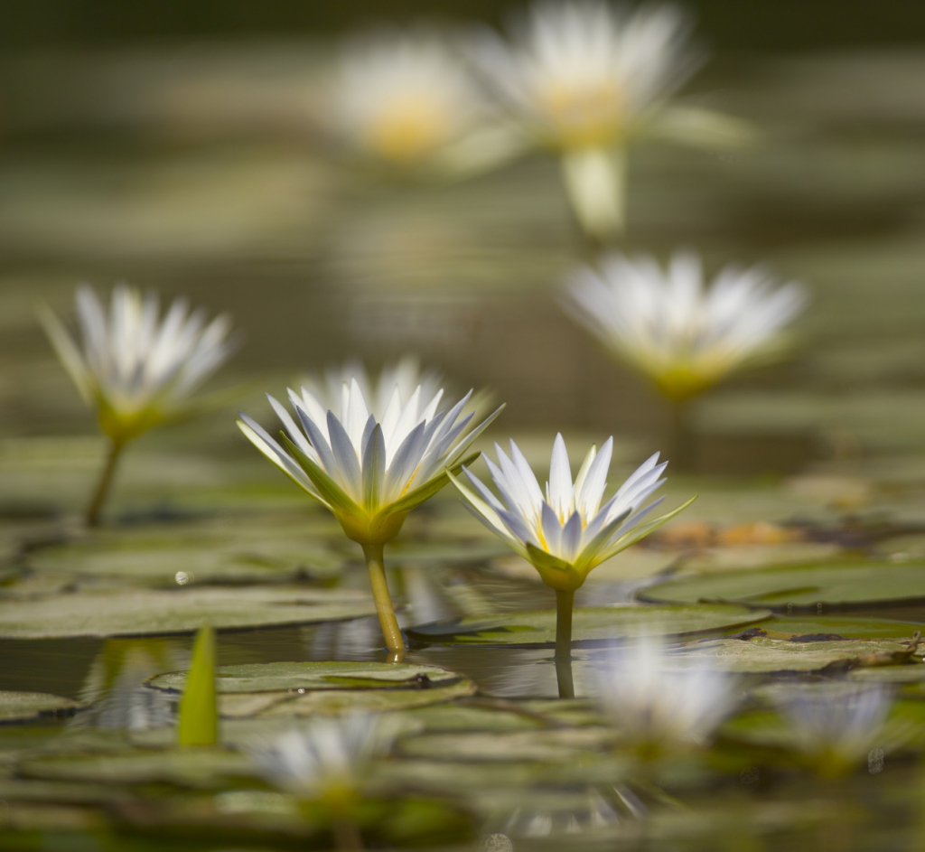 כחלק ממאמצי שיקום נחל נעמן נעשים מאמצים להשיב אליו את צמחי הנימפאה התכולה- צילום אלון מאיר