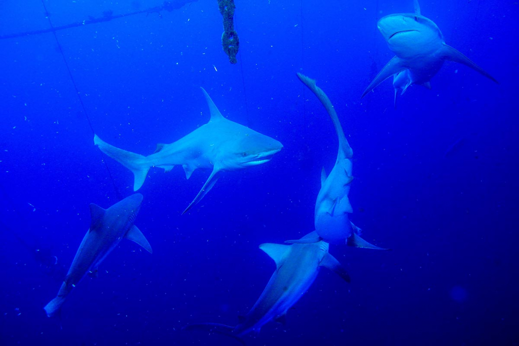 כרישים מהמין כריש אפרורי- צילום אבירם וולדמן