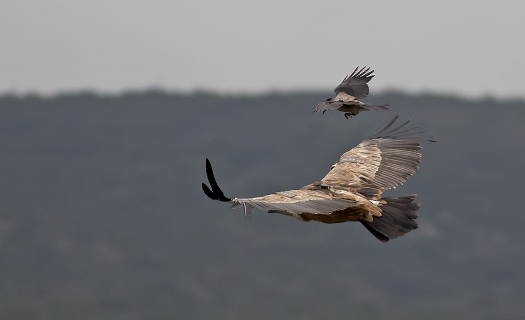 לגבו של הנשר מוצמד משדר. מעליו מעופף עורב אפור- צילום עדי אשכנזי