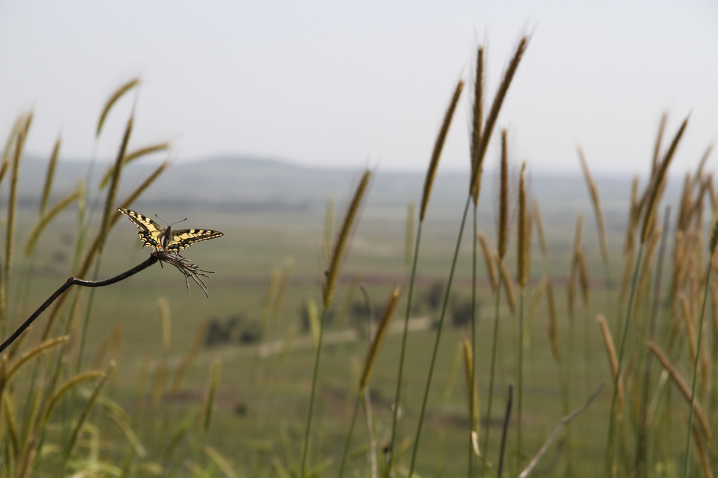 לנוח ברמה - דותן רותם