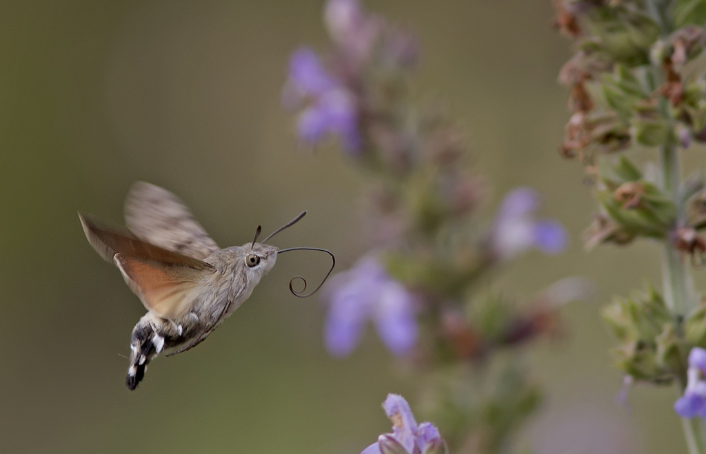 לעוף על זה - עדי אשכנזי