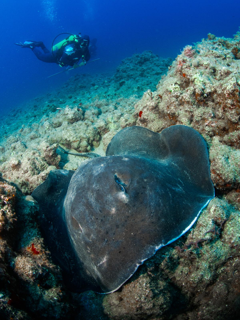 מחבטן אפור בעומק 20 מטר במפרץ חיפה- צילום חגי נתיב