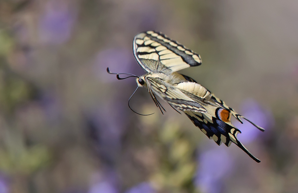 מחול הפרפר - עדי אשכנזי