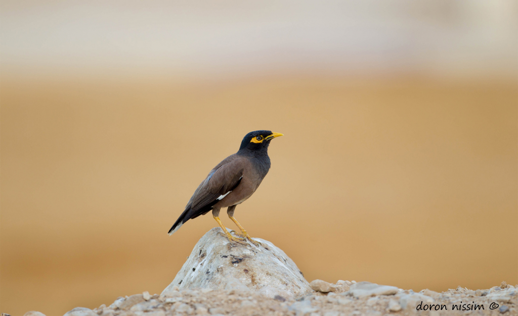 מיינה_-_דורון_ניסים_רשות_הטבע_והגנים