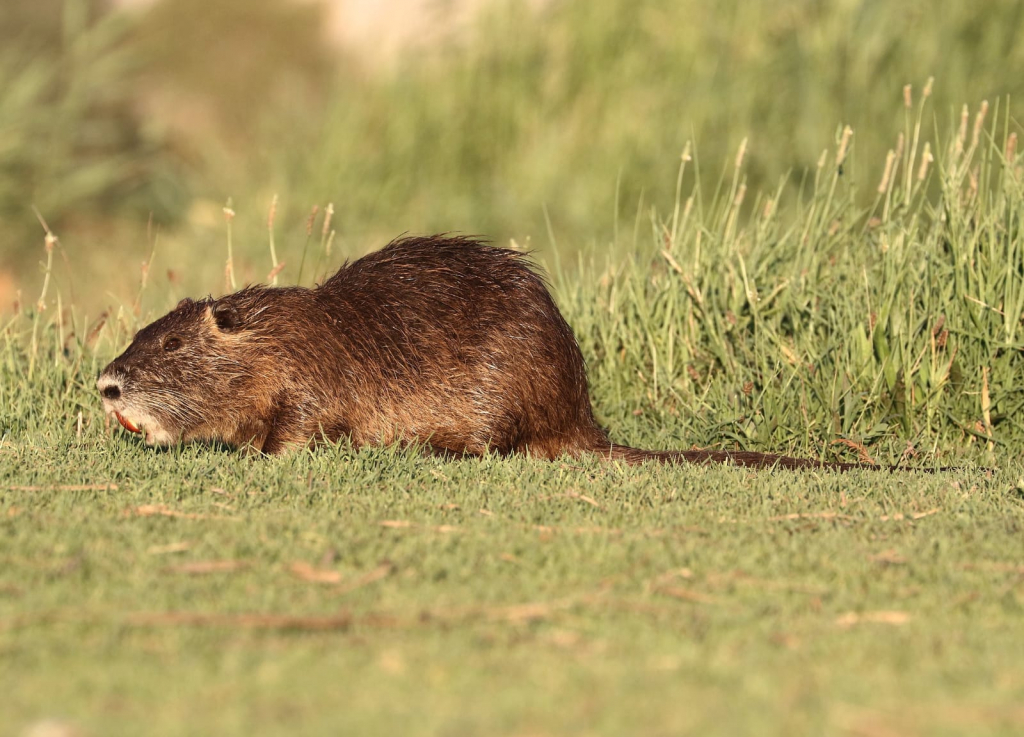 נוטרייה. צילום עזרא חדד רשות הטבע והגנים