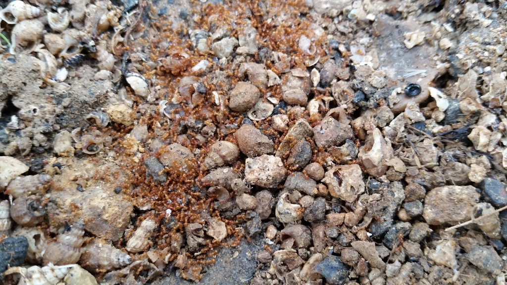 נמלת האש הקטנה - רועי פדרמן