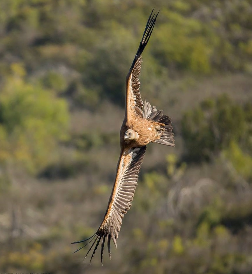 נשר עף בכרמל- צילום דיוויד רזק