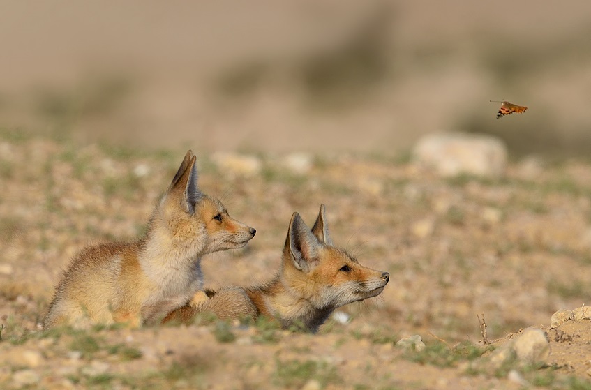 סקרנות גורי שועל - ערן היימס