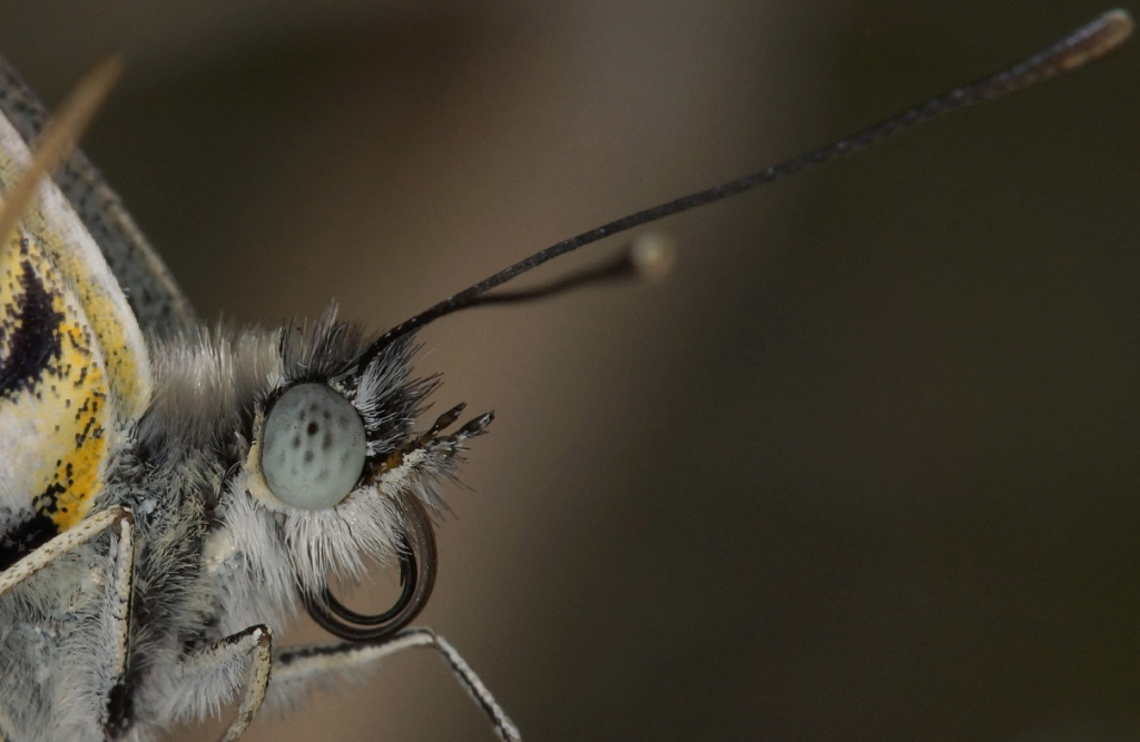 עשה פרצוף - עמיר וינשטיין