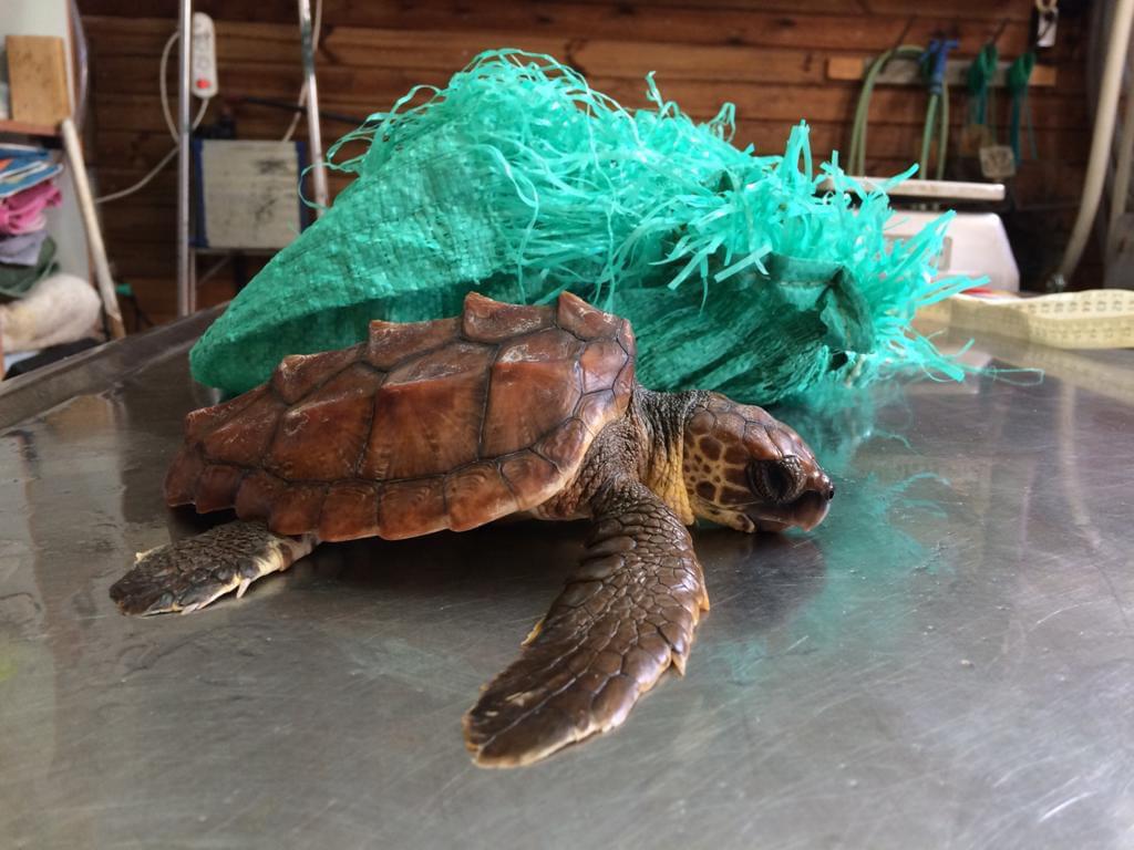 צב ברשת צילום אולגה ריבק רשות הטבע והגנים