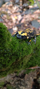 סלמנדרה בתל דן סלמנדרה בתל דן, צילום רמדאן עיסא רביע אבו סאלחה