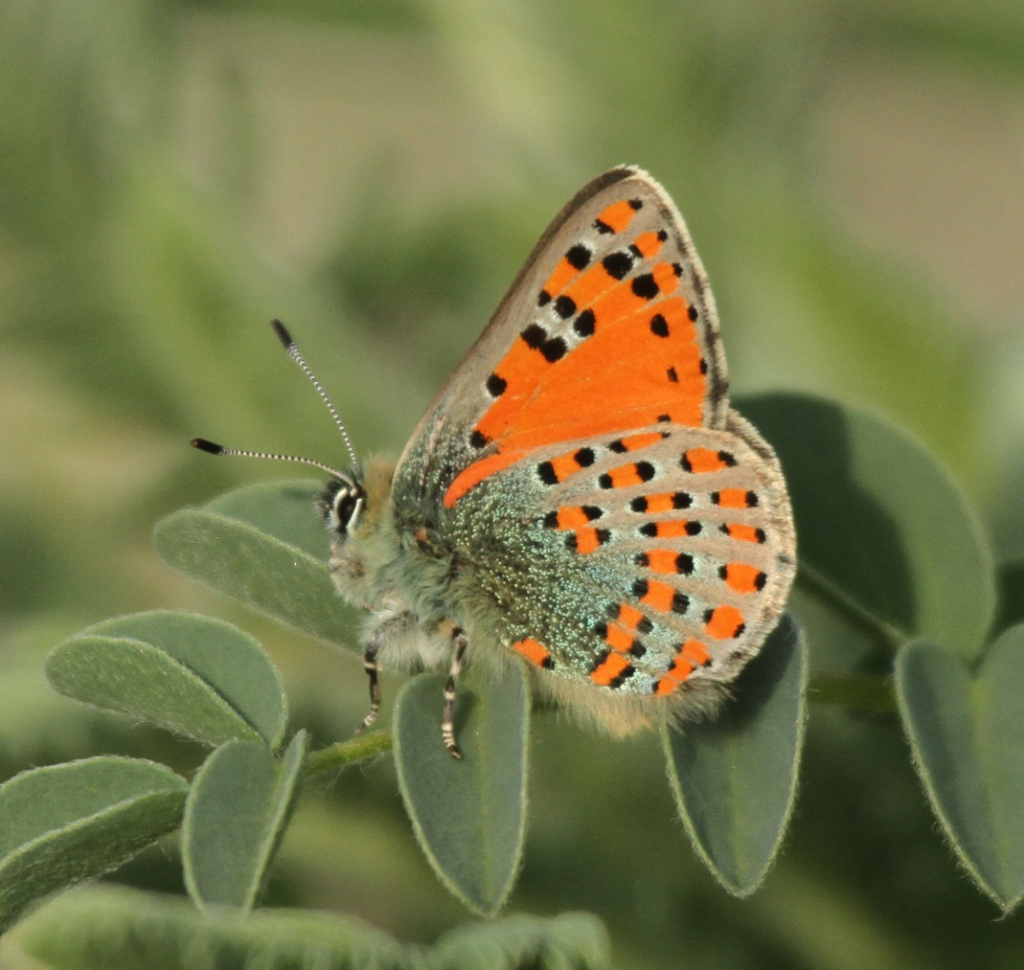 פרפר קטן אך חשוב - גיא פאר