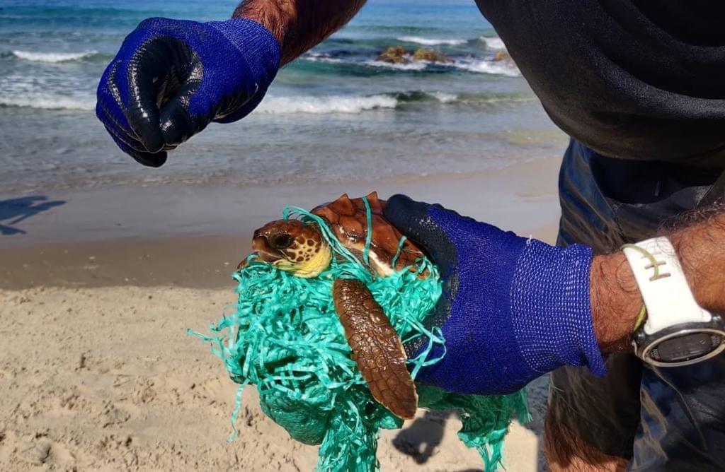 רגע מציאת אחד הצבים עם שק הפלסטיק - צילום אורי לוי