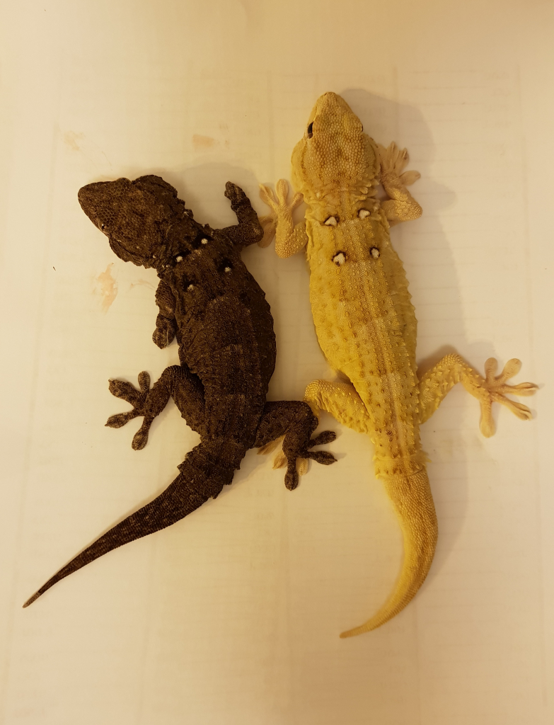 שממית חומות - צילם אביעד בר