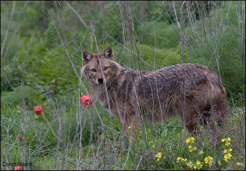 תן - צילם דורון ניסים, רשות הטבע והגנים