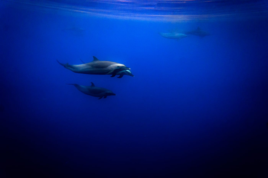 דולפינים במפרץ אילת - צילם עומרי עומסי