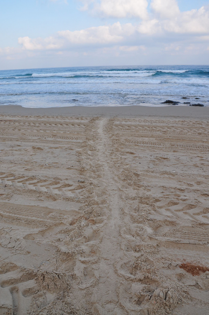 עקבות צב ים - צילם דר' יניב לוי