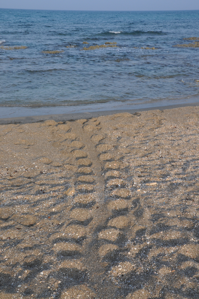 עקבות צב ים - יניב לוי