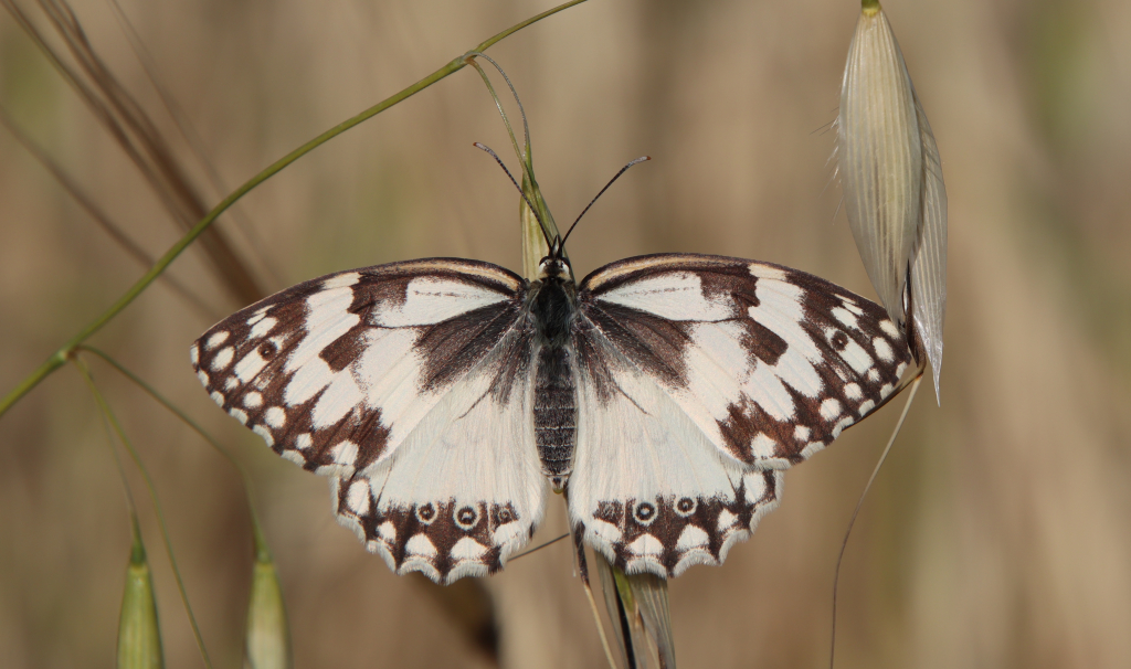 אביבית_משוישת_גוש_עציון