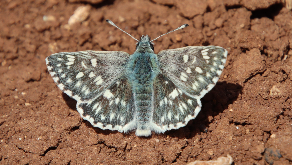 אפורית_מלבינה_גוש_עציון
