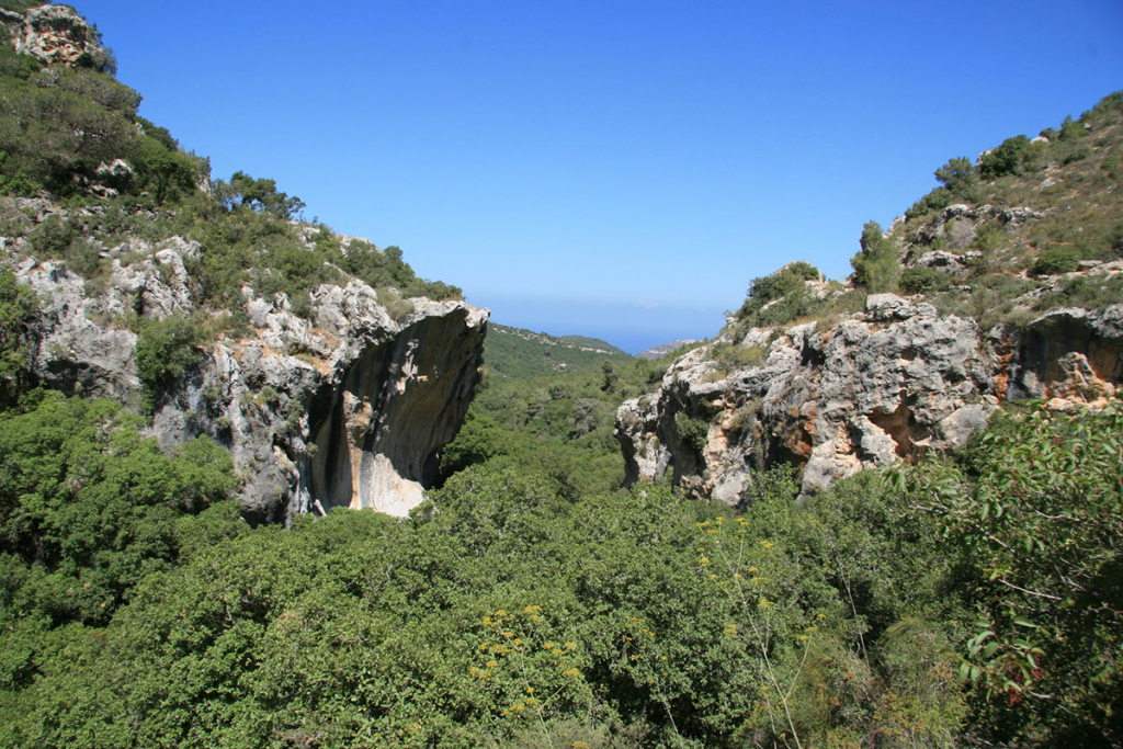 דילול אורנים השיב לכרמל נוף של חורש ים תיכוני- צילום דותן רותם