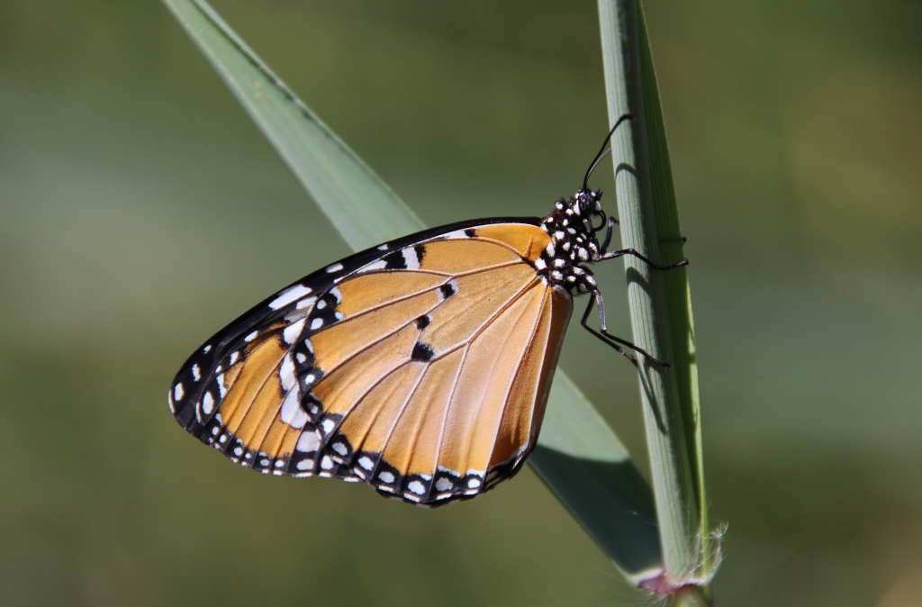 דנאית_הדורה_שמורת_עינות_צוקים
