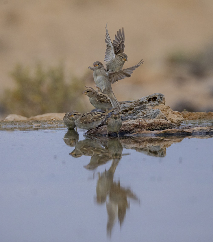 דרורים - צילום דיוויד רזק