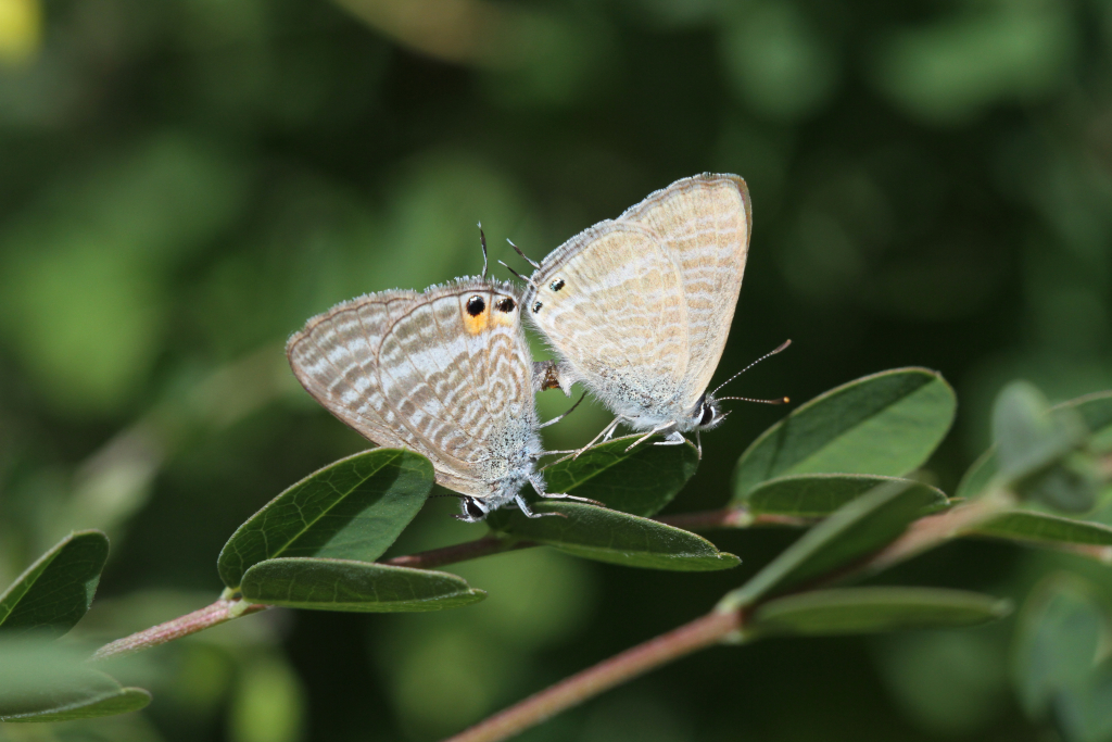הזדווגות_כחלון_האפון_-_דותן_רותם_רשות_הטבע_והגנים