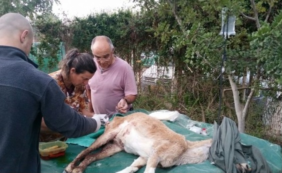 היעלה על שולחן הניתוחים- צילום אמיר שפיר