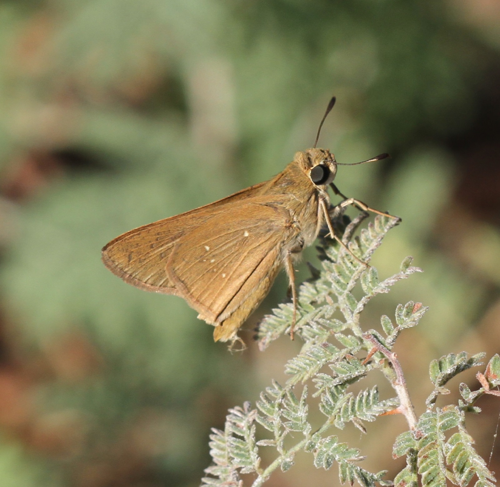 הספרית_הדוחן_מעגן_מיכאל_-_דותן_רותם_רשות_הטבע_והגנים