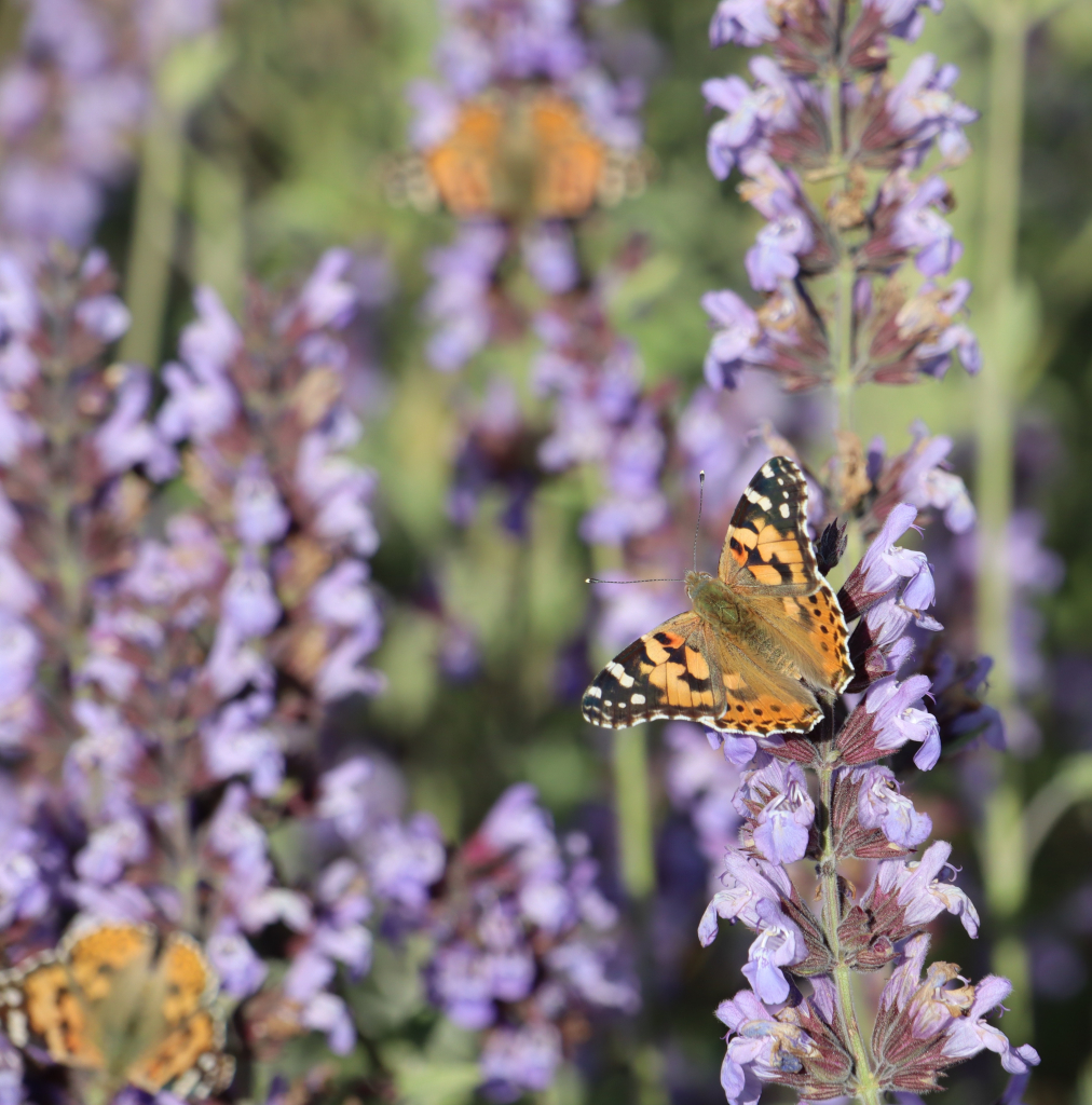 התקבצות_פרטים_בנדידה_הגדולה_של_נמפית_החורשף_גוש_עציון
